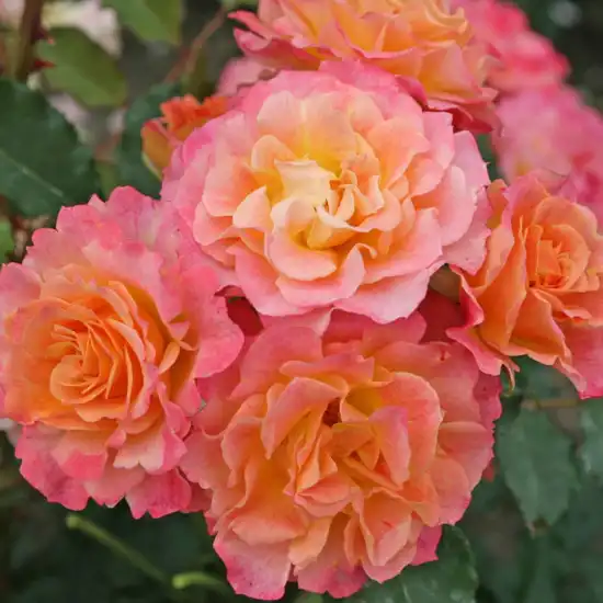Trandafiri Grandiflora - Floribunda - Trandafiri - Landlust ® - 